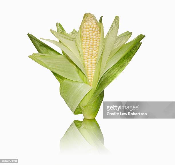corn with husk - husk stock-fotos und bilder