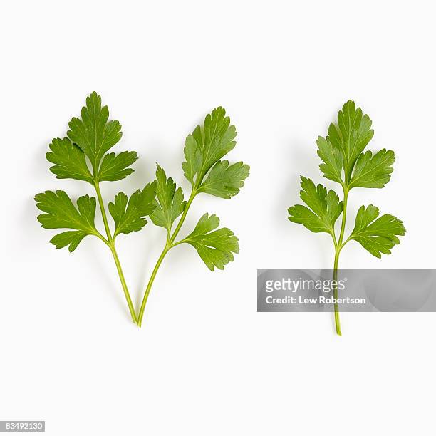 italian parsley on white - parsley stock-fotos und bilder