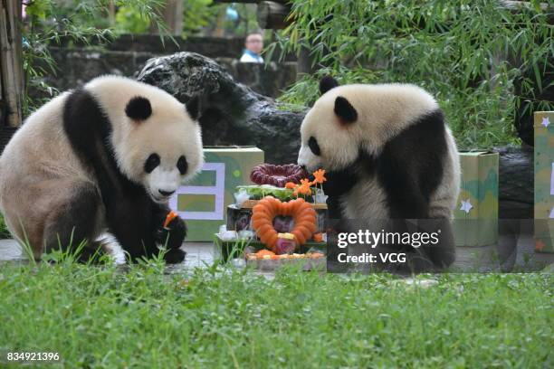 Twin giant pandas brother Bing Bing and younger sister Qing Qing enjoy a cake during their second birthday celebrations at the Dujiangyan base of the...