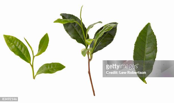 green tea leaves - tea leaves fotografías e imágenes de stock