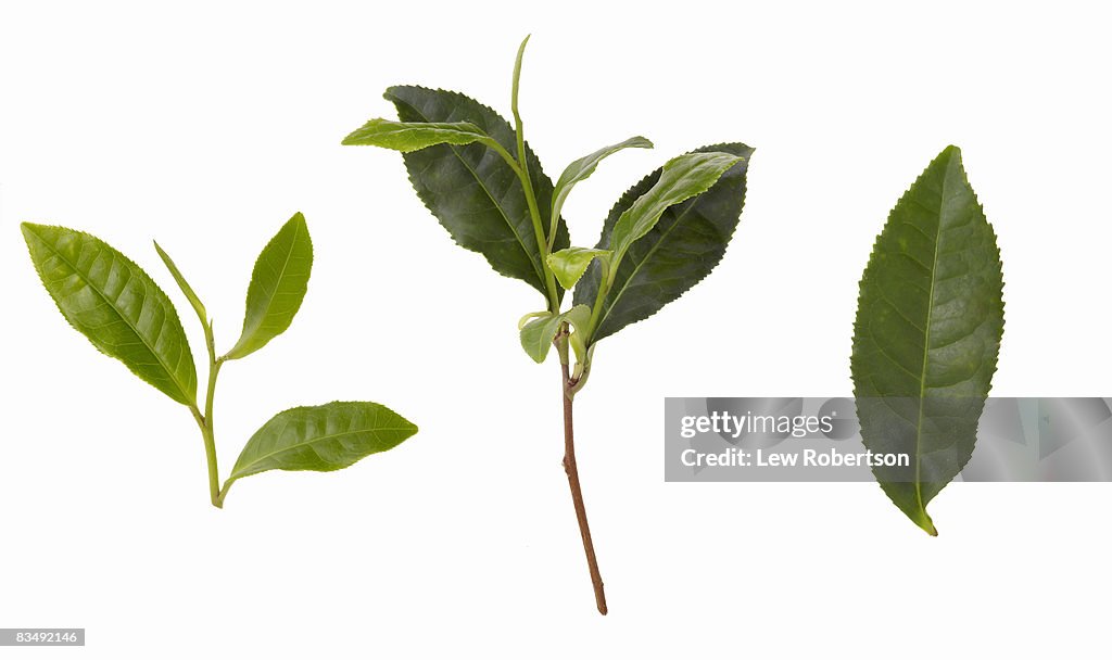 Green Tea Leaves