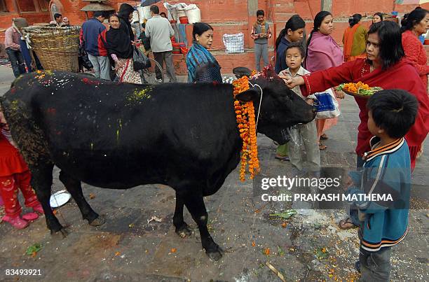 Nepalese Hindu women worship and offer fruits to a cow, regarded as an incarnation of the Hindu Goddess of prosperity, Laxmi, during the Tihar...