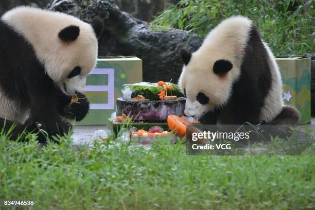 Twin giant pandas brother Bing Bing and younger sister Qing Qing enjoy a cake during their 2nd birthday celebration at the Dujiangyan base of the...