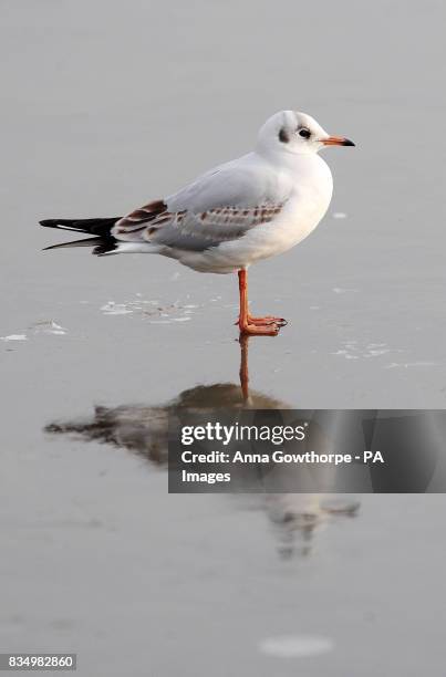 Black-headed gull is reflected in the frozen lake at Fairburn Ings nature reserve, Castleford, West Yorkshire.