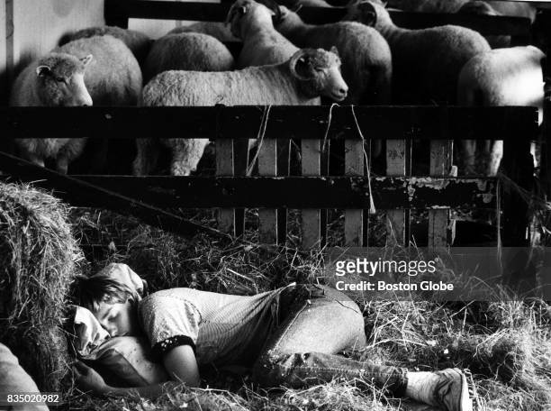 Scott Cheetham takes a nap in the hay next to the sheep at the Marshfield Fair in Marshfield, Mass., Aug. 30, 1992. In preparation for the fair,...