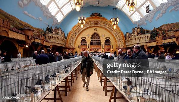 Show Racing Pigeons Racing pigeons are displayed en masse at the Royal Pigeon Racing ...