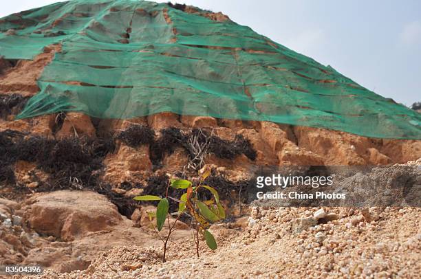 Plants are seen at a hill damaged by over-exploitation of ceramic earth, at the Yuantan Township, since many ceramics companies was shifted from...