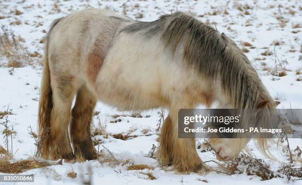 Horses graze on a snow covered field along Uppingham Road between Bushby and Houghton on the Hill, Leicestershire.