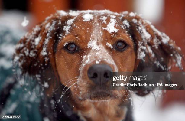 Betty, an eight month old Brittany Spaniel braves the snow in Caldecote, Cambridgeshire.
