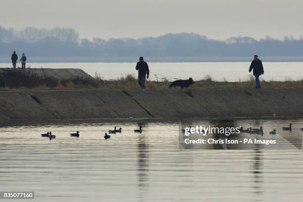 Couple walk their dog past Brent Geese at Farlington Marshes, an area of low lying coastal grazing marsh jutting out into Langstone Harbour near...