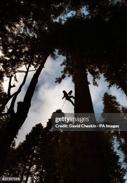 Steve Woollard climbs one of the UK's tallest trees, The Grand Fir tree in Diana's Grove was climbed by a group of experts as part of The Tall Tree...
