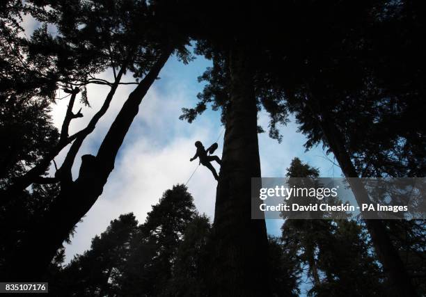 Steve Woollard climbs one of the UK's tallest trees,The Grand Fir tree in Diana's Grove was climbed by a group of experts as part of The Tall Tree...