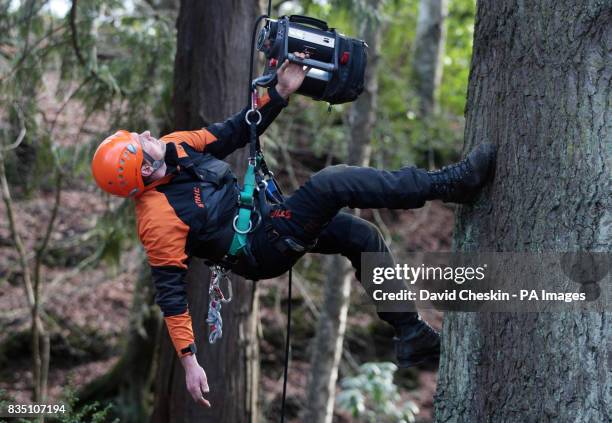 Steve Woollard climbs one of the UK's tallest trees, The Grand Fir tree in Diana's Grove was climbed by a group of experts as part of The Tall Tree...