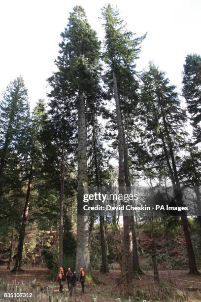 One of the UK's tallest trees, The Grand Fir tree in Diana's Grove was climbed by a group of experts as part of The Tall Tree Project 2009, Blair...