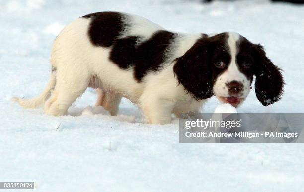 Northern Springer 636 Denny Scotland Photos & High Res Pictures - Getty Images