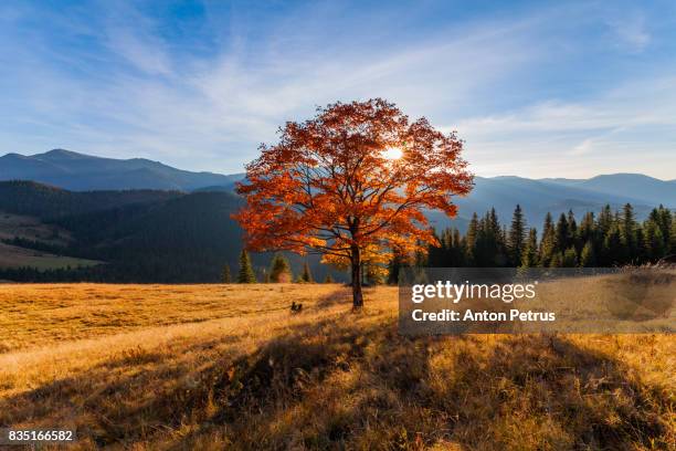 lonely autumn tree in mountains at sunset - stimmungsvolle umgebung stock-fotos und bilder