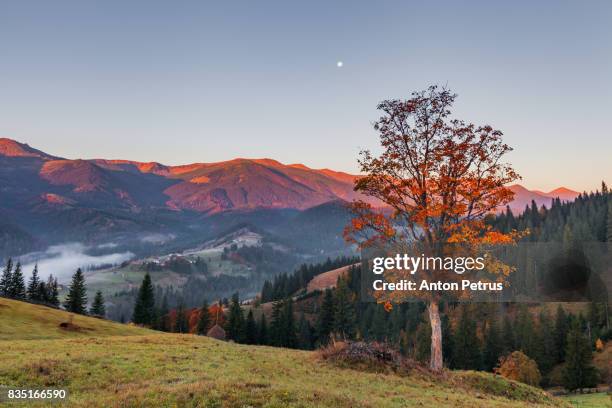 lonely tree in foggy mountains - aspen tree silhouettes stock pictures, royalty-free photos & images