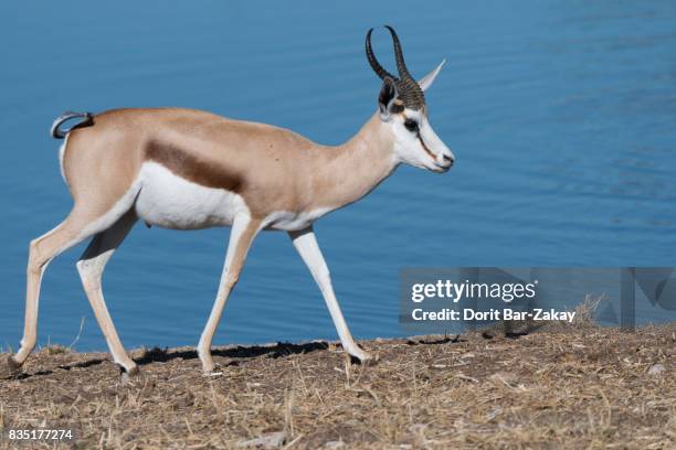 Springbok Rib Cage 45 Springbok Bar Stock Photos, High-Res Pictures, and Images - Getty Images