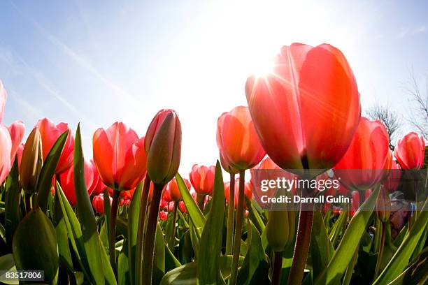 wide angle view of red tulip field - plant bulb stock pictures, royalty-free photos & images