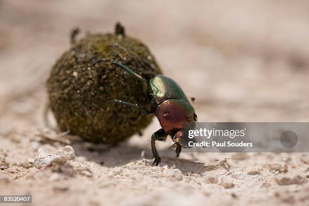 dung beetle, etosha national park, namibia - dung beetle stock-fotos und bilder