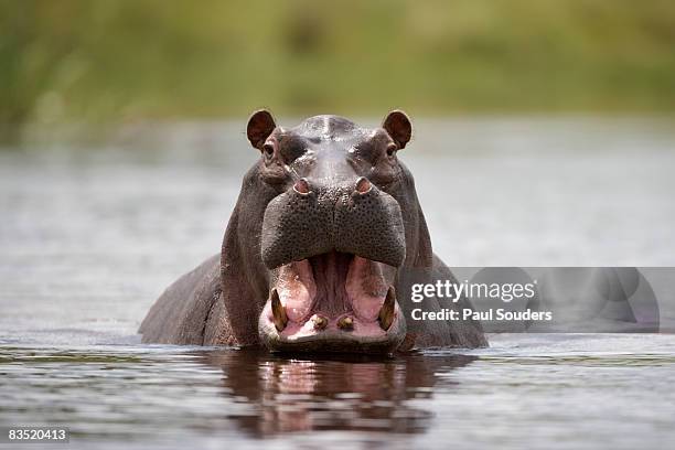 hippopotamus, kwando river, caprivi strip, namibia - hippopotame photos et images de collection