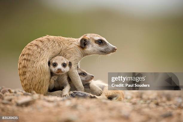 meerkat pups with adult, namibia - erdmännchen stock-fotos und bilder