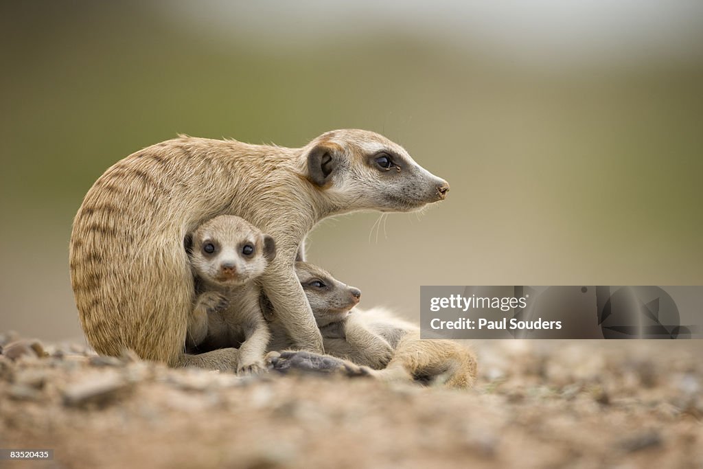 Meerkat Pups With Adult Namibia High Res Stock Photo Getty Images meerkat-pups-with-adult-namibia-high-res-stock-photo-getty-images