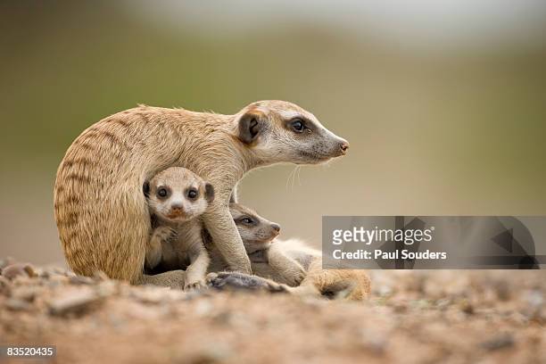 Meerkat Pups with Adult, Namibia