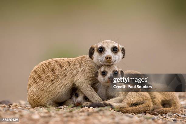 meerkat with pups, namibia - female animal stock-fotos und bilder