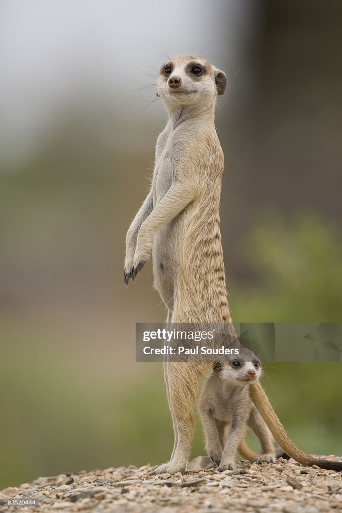 Meerkat and Pup, Namibia