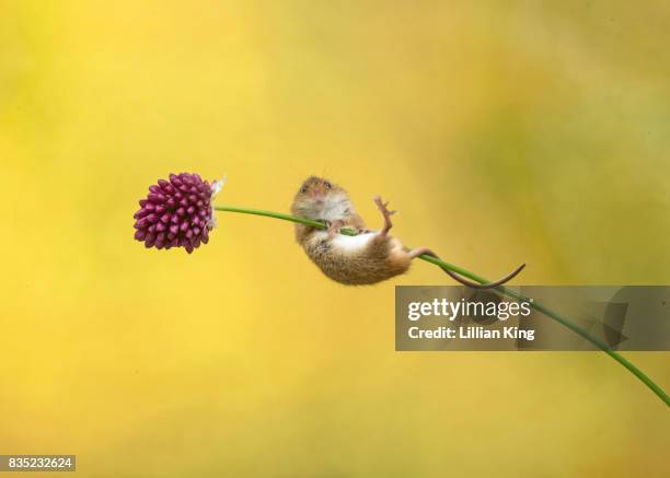 Harvest Mice Playing