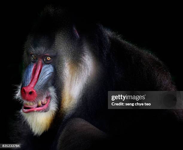 Mandrill