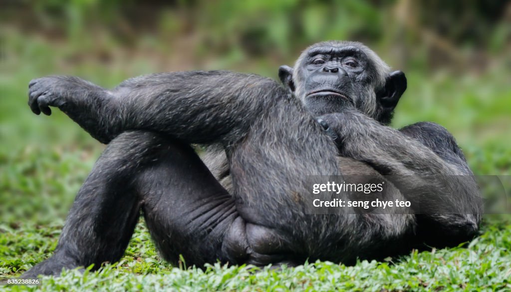 Most Relax chimpanzee in the world
