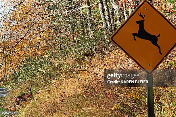 Deer crosses at a "deer crossing" in the Shenandoah National Park November 1, 2008. AFP PHOTO/Karen BLEIER