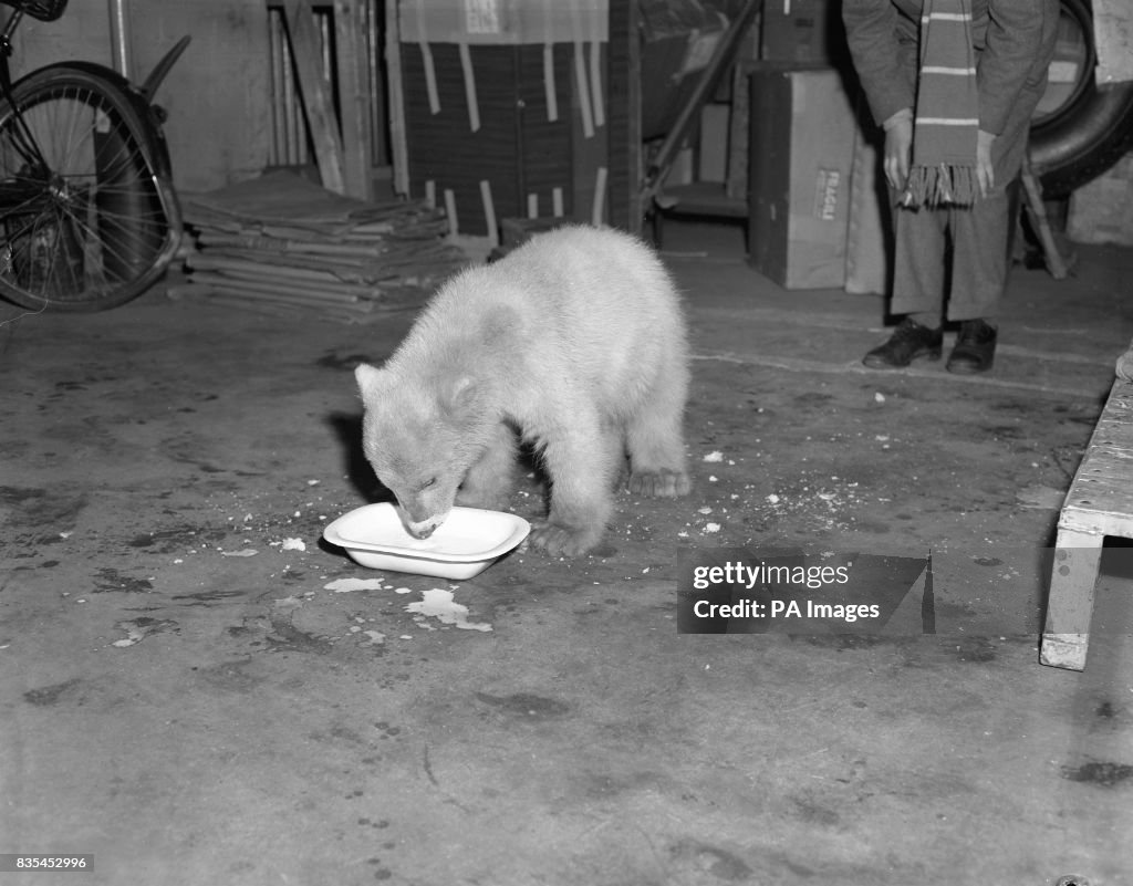 Animals - Spitfire the Polar Bear - London Airport - 1956