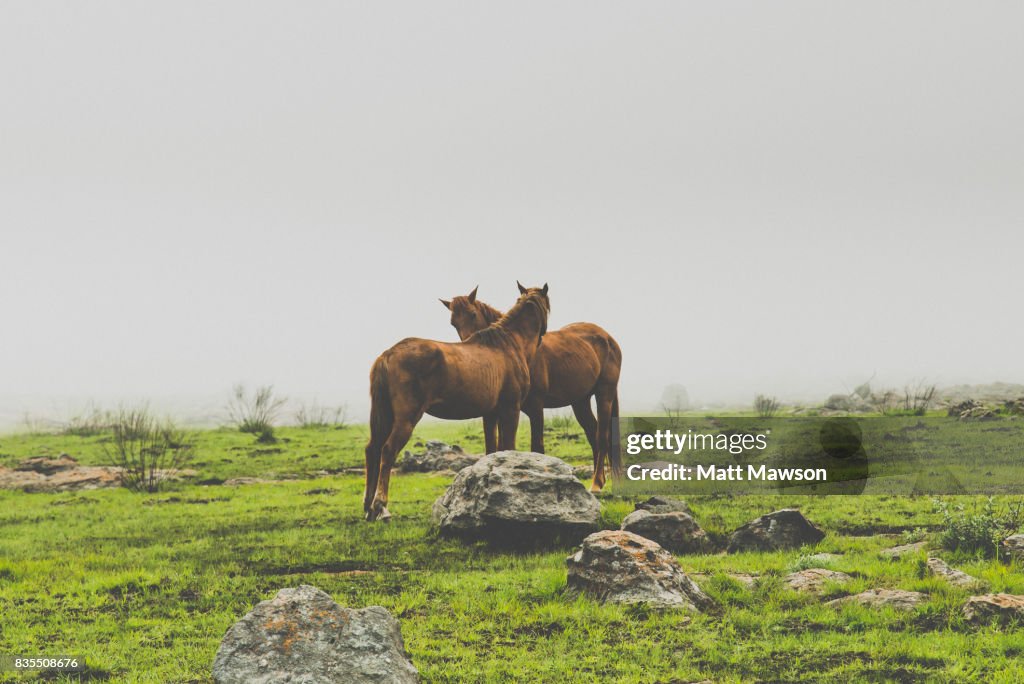Wild horses in North Eastern South African countryside in Mpumulanga Province