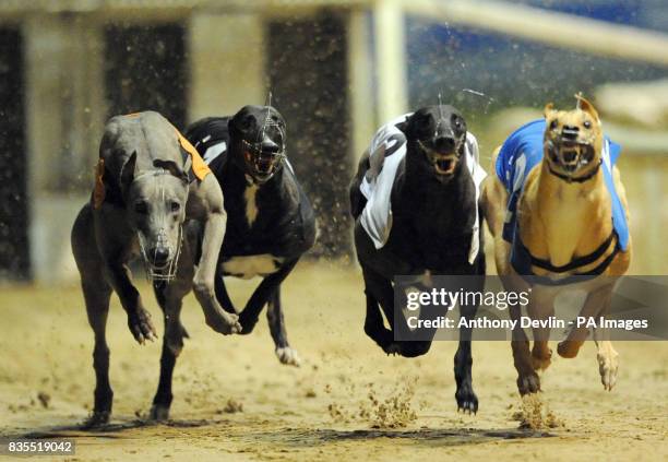 Stainforth Dog Racing Dog Racing Track Photos and Premium High Res Pictures - Getty Images