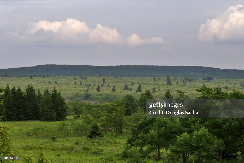 Red spruce forest at the Canaan Valley, Laneville, West Virginia, USA