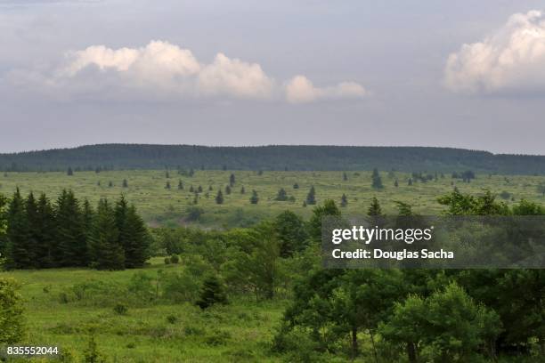 red spruce forest at the canaan valley, laneville, west virginia, usa - vale de canaan imagens e fotografias de stock