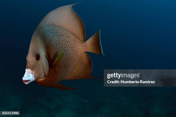 gray angelfish. - gray angelfish stock pictures, royalty-free photos & images