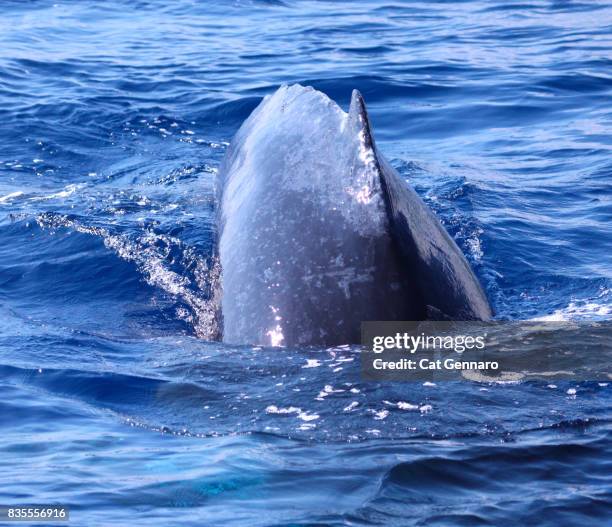 humpback whales "hump" - borstvin stockfoto's en -beelden