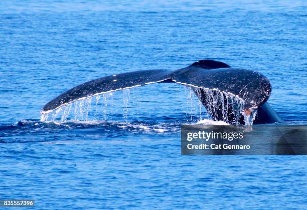 a whales tail - humpback whale tail stock pictures, royalty-free photos & images