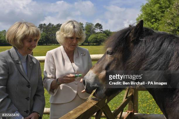 The Duchess of Cornwall feeds Tommy the pony some polo mints with Valerie Sherwin, Chief Executive Moorland Mousie Trust, during her visit to the...