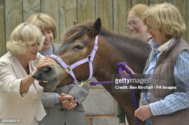 The Duchess of Cornwall fusses over a pony during her visit to the Exmoor Pony Centre in Exmoor, Somerset.