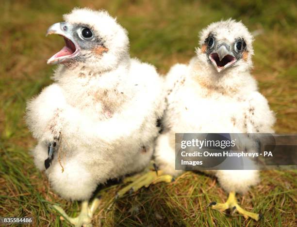 Abseiling wildlife ranger Paul Pickett in Kielder Forest Northumberland dropped in to ring two 25-day-old rare peregrine falcon chicks; until...