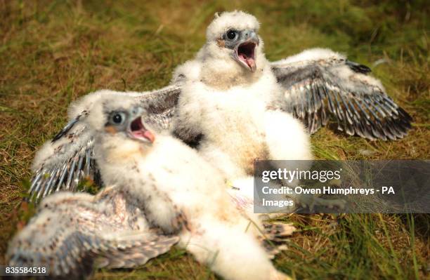 Abseiling wildlife ranger Paul Pickett in Kielder Forest Northumberland dropped in to ring two 25-day-old rare peregrine falcon chicks; until...