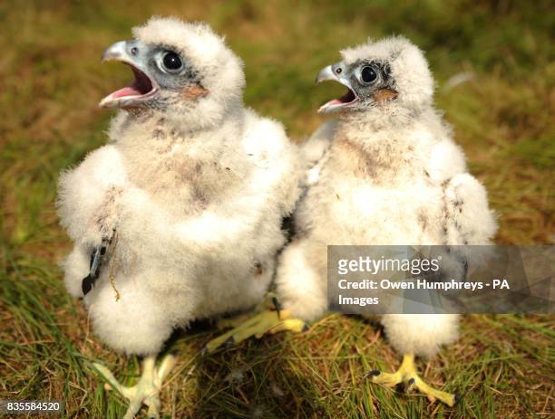 Abseiling wildlife ranger Paul Pickett in Kielder Forest Northumberland dropped in to ring two 25-day-old rare peregrine falcon chicks; until...