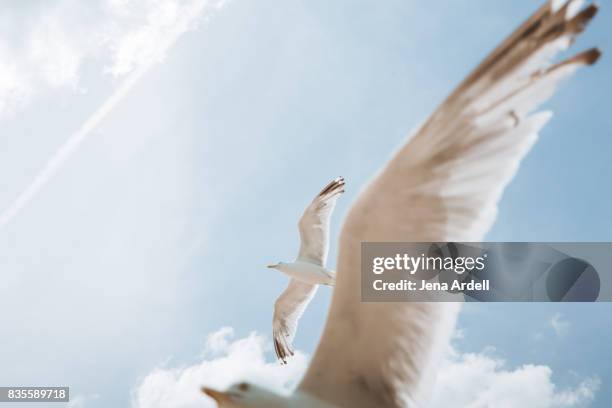 seagulls - hovering fotografías e imágenes de stock