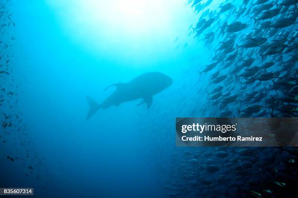 whale shark and yellowfin tuna school. - yellowfin tuna stock-fotos und bilder