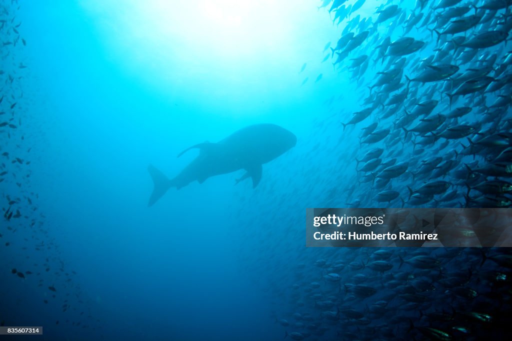 Whale shark and yellowfin tuna school.